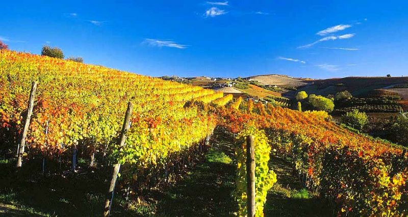 Nebbiolo del Monteregio