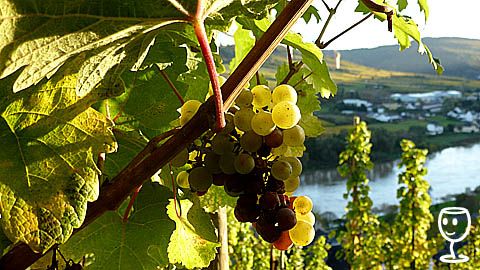 2017 Ürziger In der Kranklei Riesling Spätlese